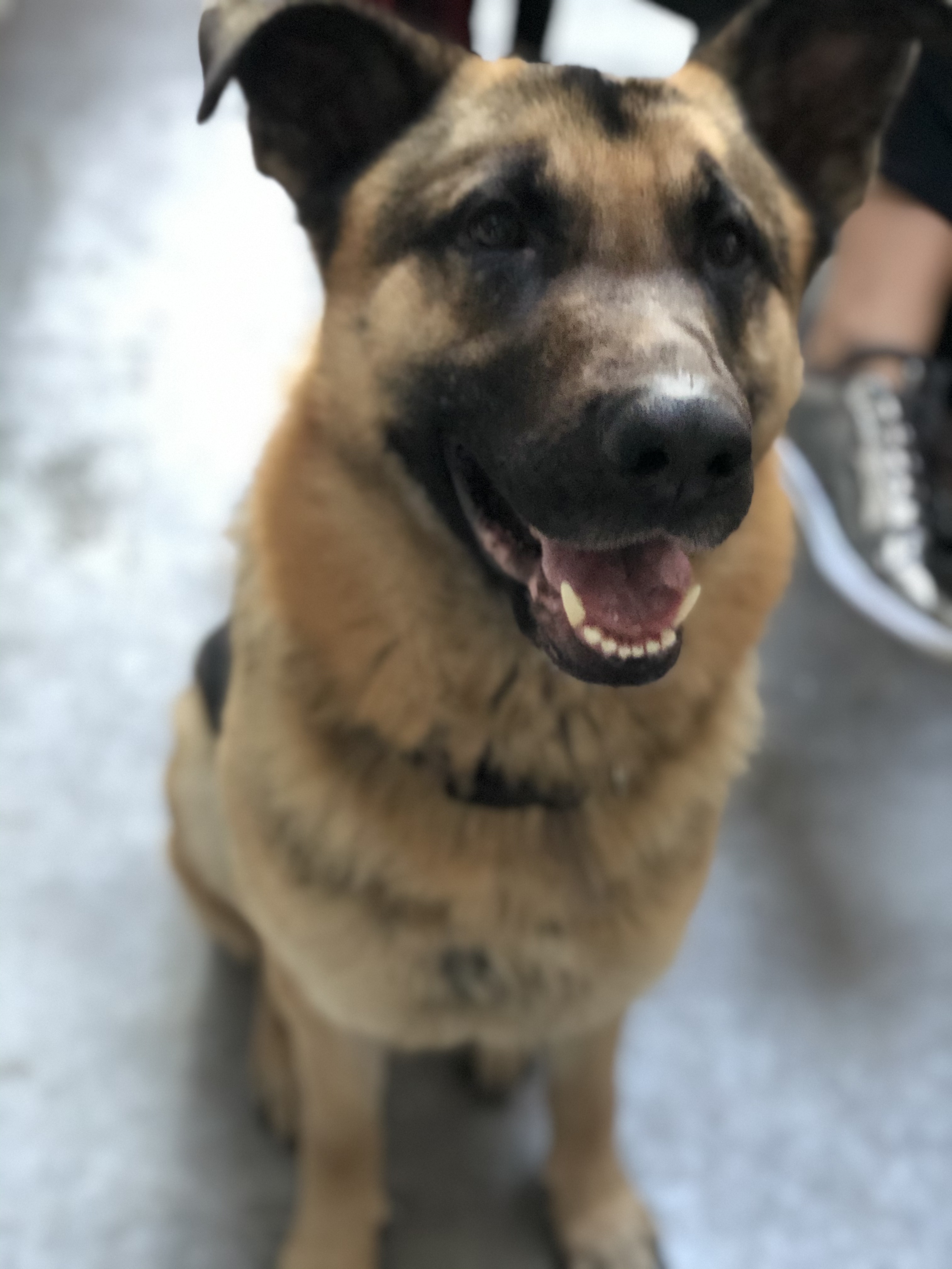 Berger allemand content